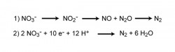 nitrogen cycle 8.jpg
