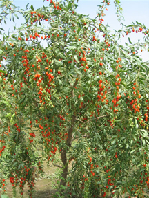 New-Chinese-cultivated-wolfberry.jpg