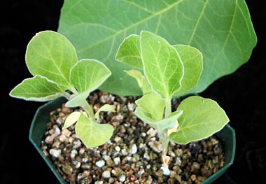 nitrogen deffiecient eggplant seedlings.jpg