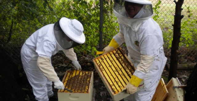 apicultura-640x330.jpg