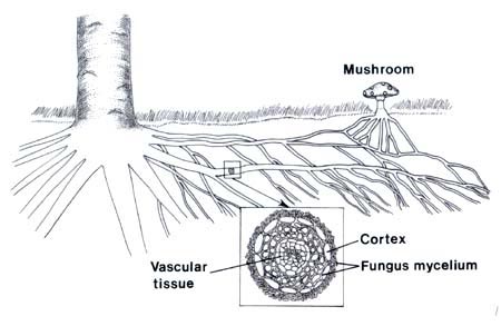 mycorrhiza 2.jpg