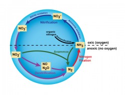 nitrogen cycle 1.jpg