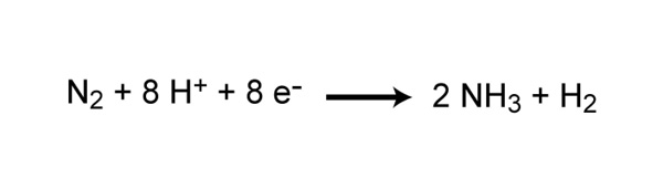 nitrogen cycle 2.jpg