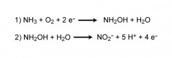 nitrogen cycle 5.jpg