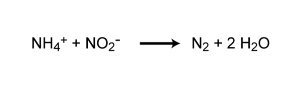 nitrogen cycle 7.jpg